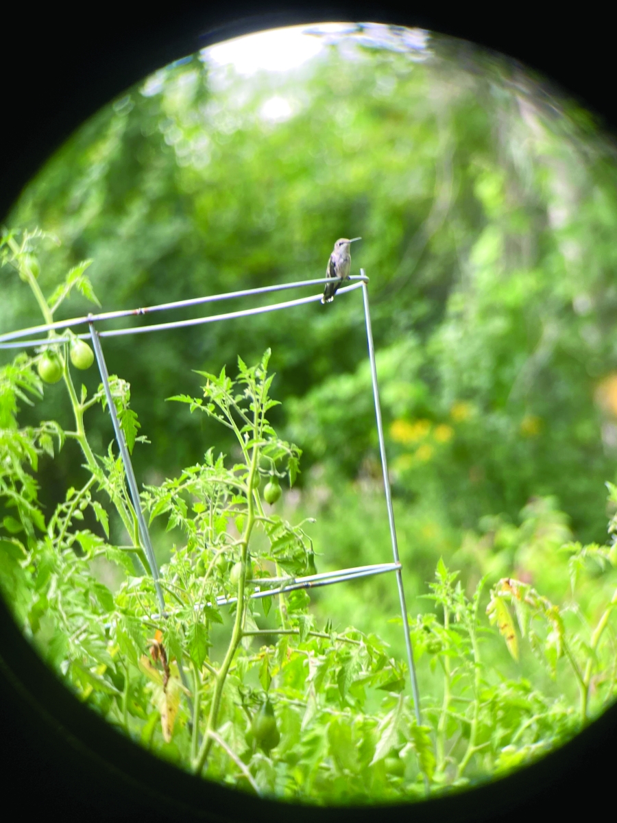 08-09-23-humming-bird-michele-1-tomato
