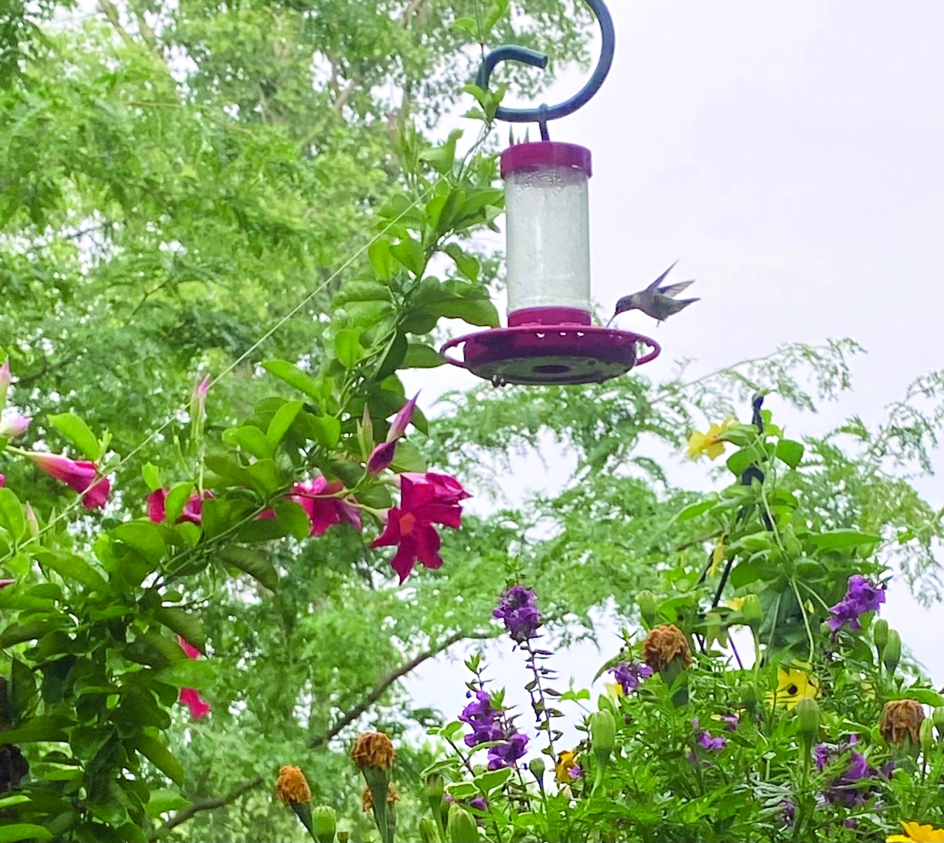 08-09-23-humming-bird-michele-2-feeder