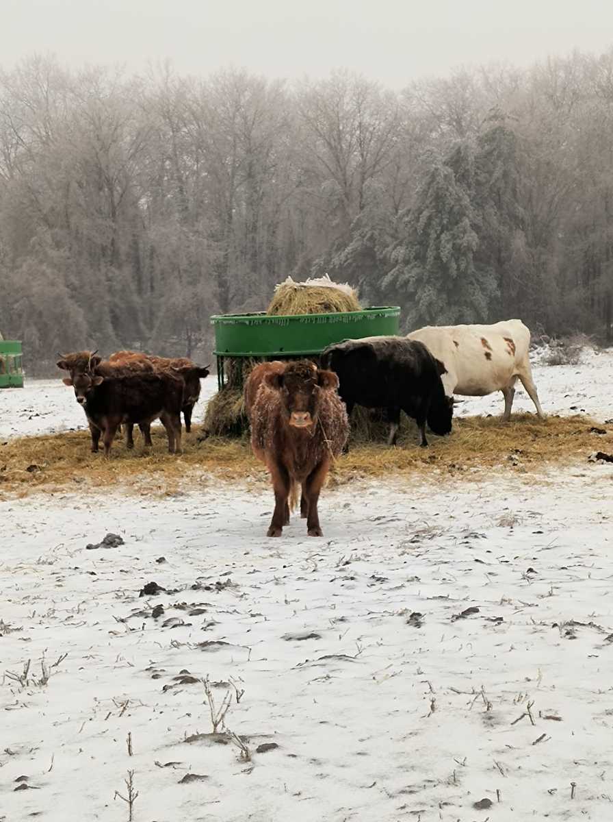 03-01-23-ice-casey-zeeman-berant-cow