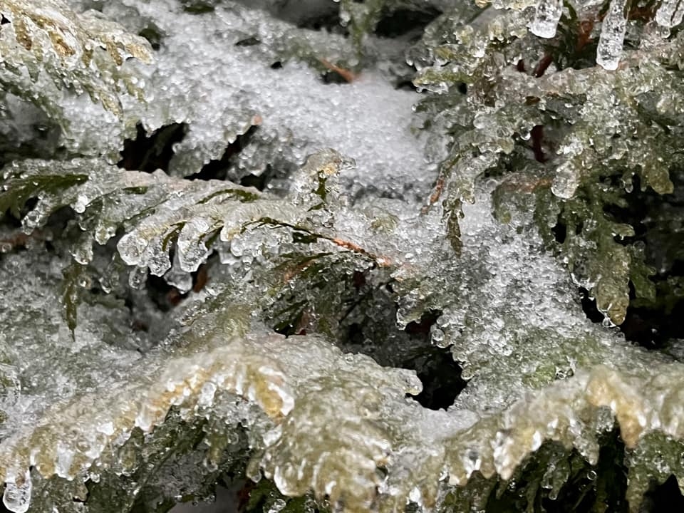 03-01-23-ice-meredith-johnston-pine-ice-closeup