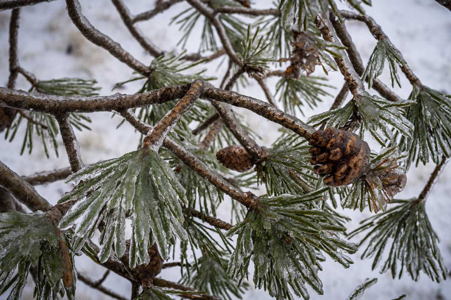 03-01-23-ice-rob-geeck-pine