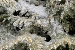 03-01-23-ice-meredith-johnston-pine-ice-closeup
