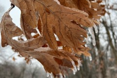 03-01-23-ice-roberta-kay-oak-leaves