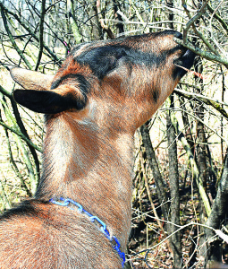 An oberhasli goat munches on some invasive plant species growing on the Polly Ann Trail. He’s eating an Oriential bittersweet.