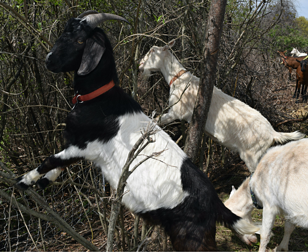 Goats munch away on invasive plants growing along the Polly Ann Trail. Photo by Elise Shire.