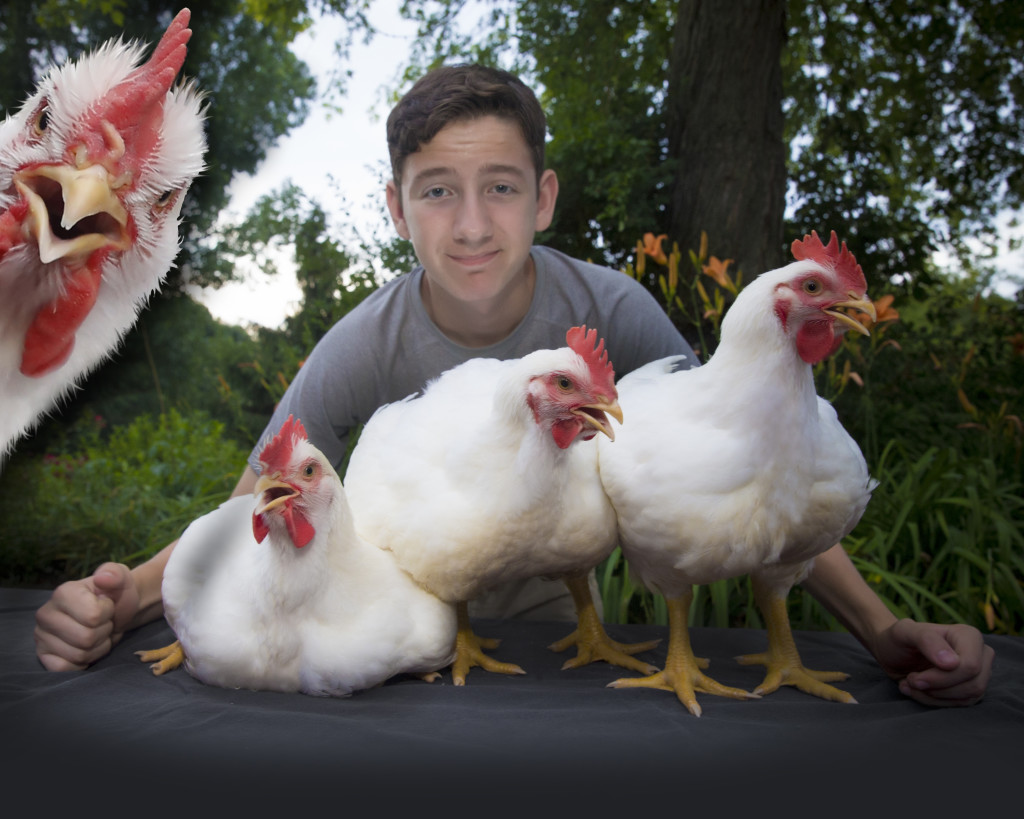 OHS junior Alex Johnston was named the Poultry King for the 2017 Oakland County Fair to be held July 7-16 in Davisburg. Johnston is shown left with his market birds (the breed is Cornish Cross) and to the right with one of his Serama show birds. Photos by Dorothy Johnston.