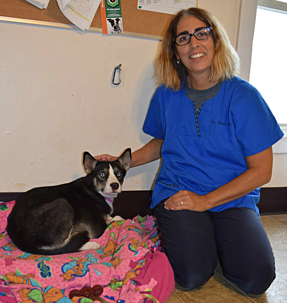 Dr. Elena Osborne poses with Leia, a young adult husky mix who is looking for her forever home. She is up for adoption at the K-9 Stray Rescue League in Oxford. Photo by Elise Shire.
