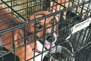 Help Copper, a young beagle mix, get out of this kennel and into a loving home by adopting him from the K9 Stray Rescue League in Oxford. Photo by C.J. Carnacchio.