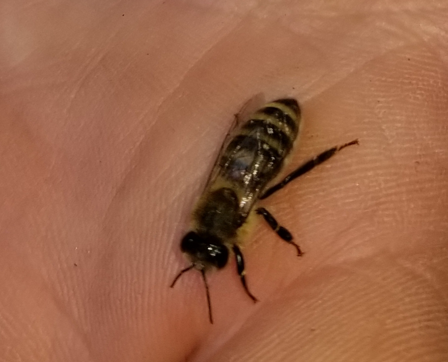Bees buzz along the honey comb