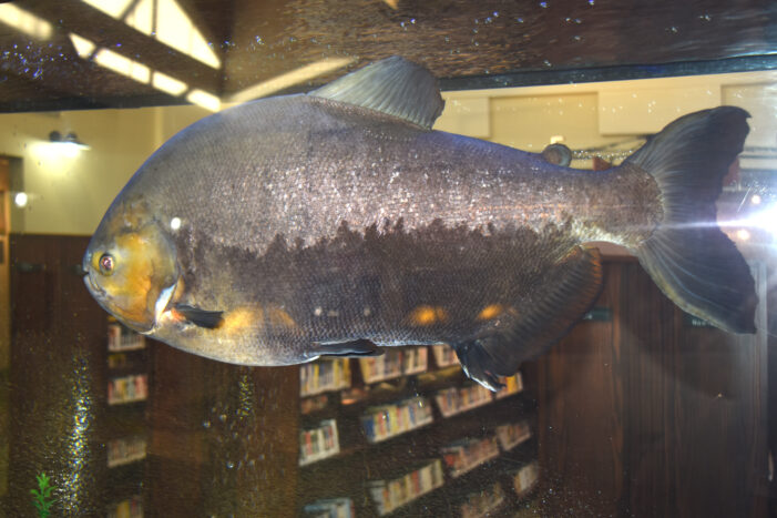 Piranha on guard for 34 years
