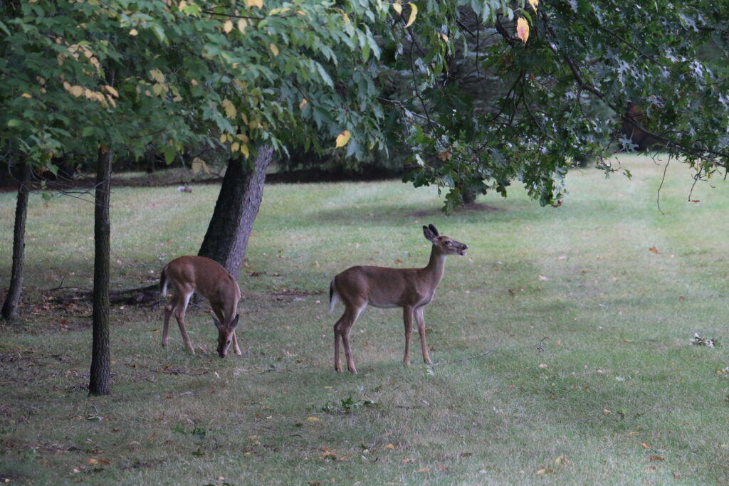 Be on the lookout! Whitetail deer are on the move. | Oxford Leader