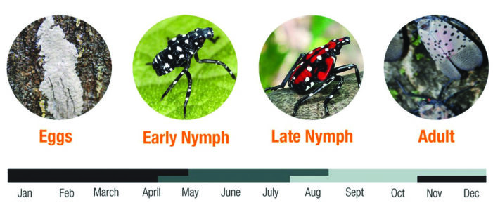 Be on the lookout for the dreaded Spotted Lanternfly