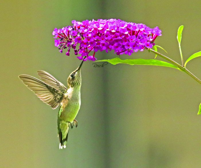 The Ruby-throated hummingbirds travel a long way to Michigan