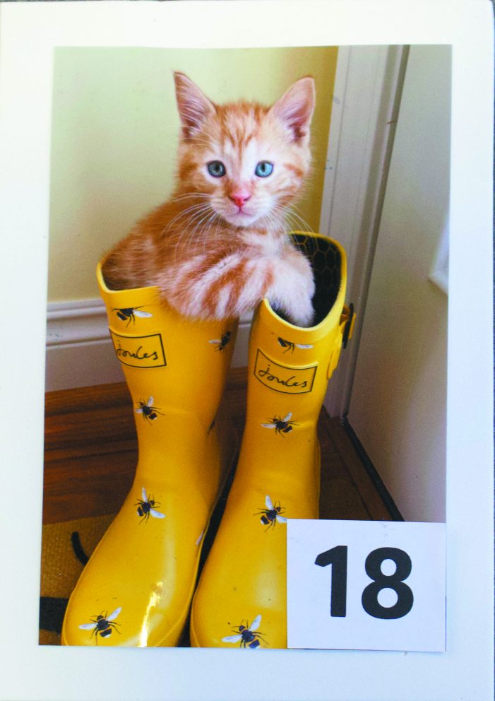 Oxford Library cute pet contest winners