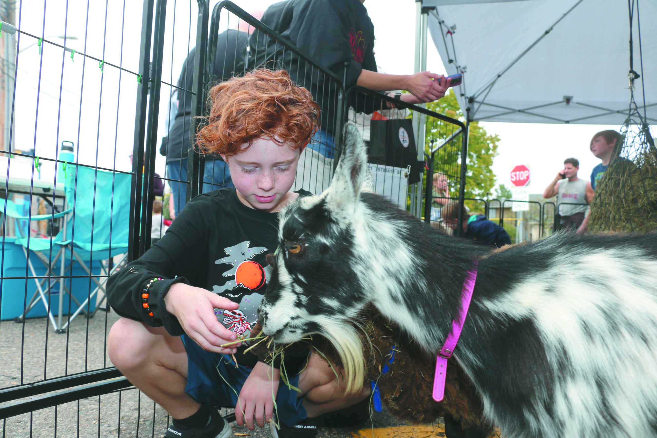 Camden Noll, 7, feeding a goat